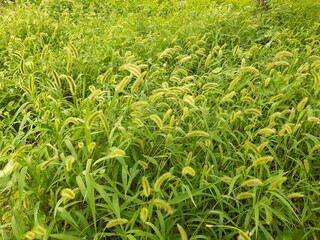 Setaria viridis, green bristlegrass, green foxtail image