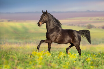 Black horse free run gallop in meadow
