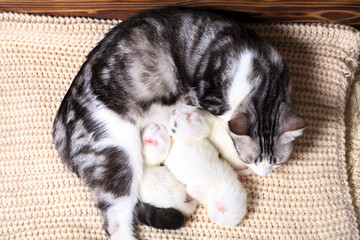 Very little kitten on the hand