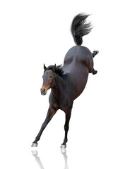 Bay horse funny jump isolated on white