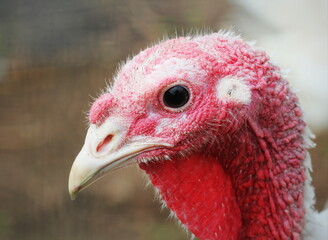 White Turkey Outdoors