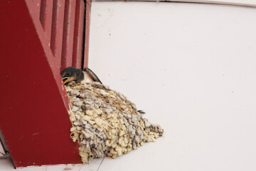 Swallow chicks on the nest in summer, waiting for their parents to return