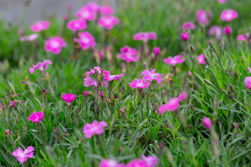 Obraz premium Outdoor blooming pink carnation flowers and green leaves，Dianthus chinensis L.