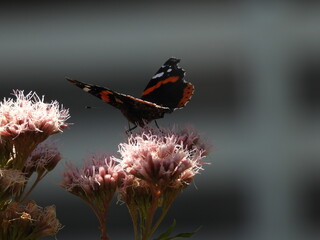 Papillon Vulcain