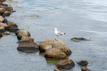 A picture of a seagull on a stone. Blue water in the background.