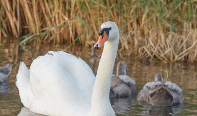 beautiful swan on the background of the summer lake reeds 