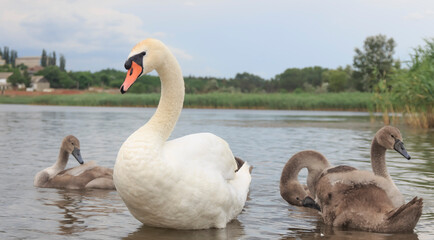a white swan with small swans went ashore  