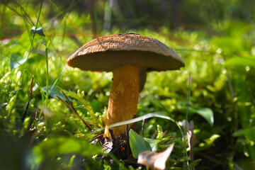 Maślak pstry © jholy