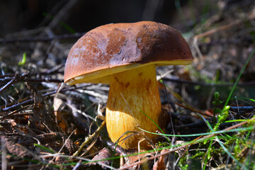 Podgrzybek © jholy