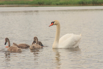  young swans eat bread in the water  