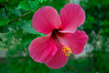 The beautiful hibiscus flower in the evening time