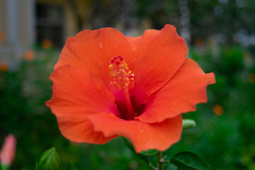 Fototapeta premium The beautiful hibiscus flower in the evening time