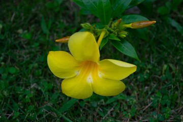 yellow flower in spring