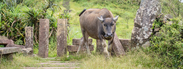 Beautiful Taiwan water buffalo walking on a stone stair steps in grassland, prairie in Taoyuan Valley, Caoling Mountain Trail over Mt. Wankengtou.