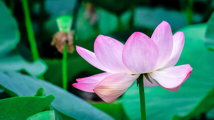 Obraz premium Sacred lotus flower, aquatic flower or water lilies. The sacred flower of Buddhism in natural.