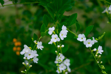 white flowers on a green background