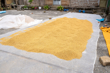 Raw rice crop exposured with sunlight on a white cotton cloth outside the procedure factory before...