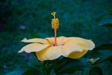 yellow Hibiscus flower in the garden