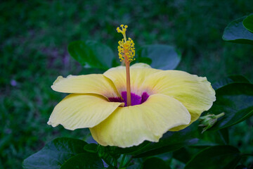 yellow Hibiscus flower in the garden