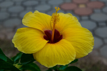 yellow Hibiscus flower in the garden