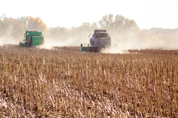 Crop in the field on a sunny day. Autumn harvest.