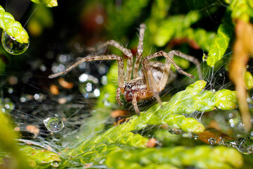 Spinne, Makro