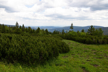 Fototapeta na wymiar Mountain forest in summer on a cloudy day