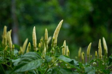 The young Chili after raining