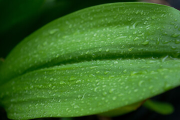 The fresh green beautiful leaves after raining 