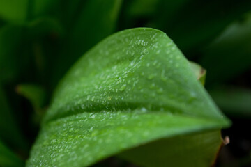 The fresh green beautiful leaves after raining 