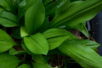 The fresh green beautiful leaves after raining 