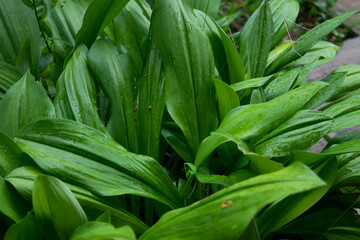 The fresh green beautiful leaves after raining 