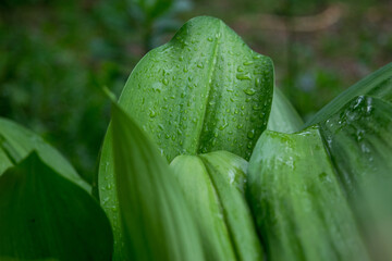 The fresh green beautiful leaves after raining 