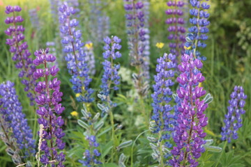 Lupins  flowers in the garden