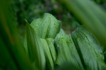 The fresh green beautiful leaves after raining 