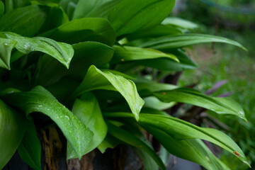 The fresh green beautiful leaves after raining 