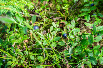 Purple berry blueberry grow on a bush in the forest