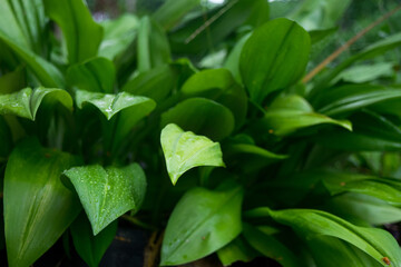 The fresh green beautiful leaves after raining 