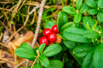 Red lingonberry cranberry large berries grow on a bush in the forest