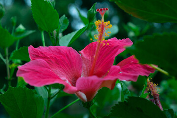 The beautiful hibiscus flower in the evening time