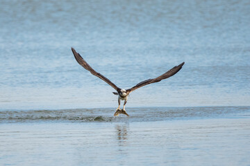 Osprey catching fish