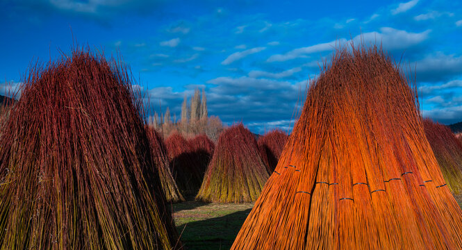 WICKER - MIMBRE, Ruta del Mimbre, Cuenca, Castilla - La Mancha, Spain, Europe
