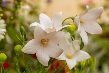 Closeup of white Canterbury bell flowers.