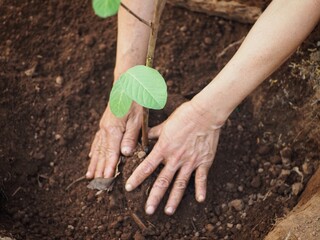 Human of hands is planting the tree into the soil. planting concept. preserve environment concept,...