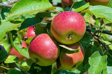 Close-up of Ripening Apples on Tree