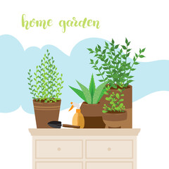 Little home garden on chest of drawers