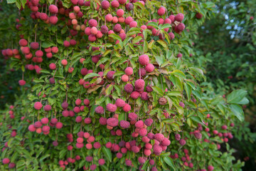 Bright Red Autumn Fruit on a Cornus kousa Tree (Flowering Dogwood) in a Country Cottage Garden