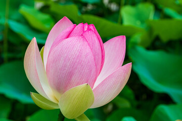 Nelumbo nucifera, also known as Indian lotus, sacred lotus in botanical garden of Vienna, Austria