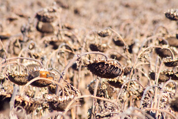 Crop in the Large field of dry sunflower on a sunny day. Autumn harvest., in the background big harvester mowing ripe,