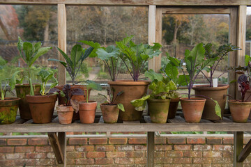 Group of Vintage Terracotta Flowerpots with Vegetables and Herbs on a Shelf in a Greenhouse on an Allotment in a Vegetable Garden in Rural Devon, England, UK
